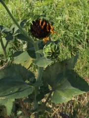 Helianthus annuus