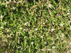 Crassula sinclairii