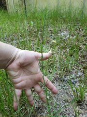 Hypericum drummondii