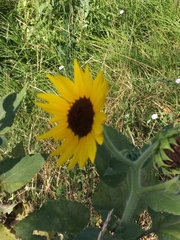 Helianthus annuus