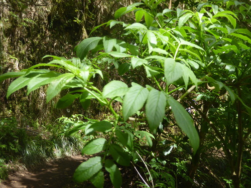Sambucus lanceolata, photograph 2