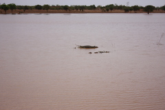 Crocodylus suchus