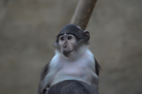 White-naped Mangabey