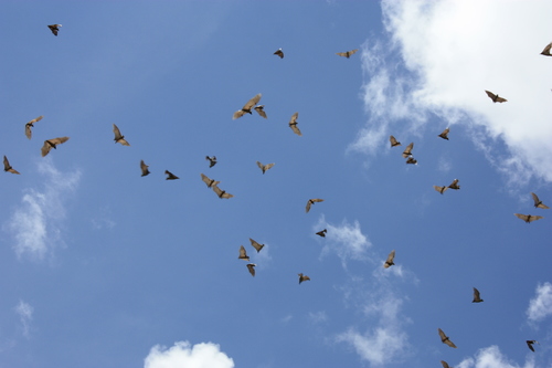 Straw-coloured Fruit Bat