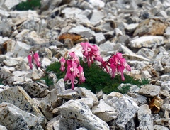 Dicentra peregrina