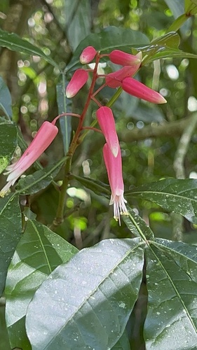 Quassia amara