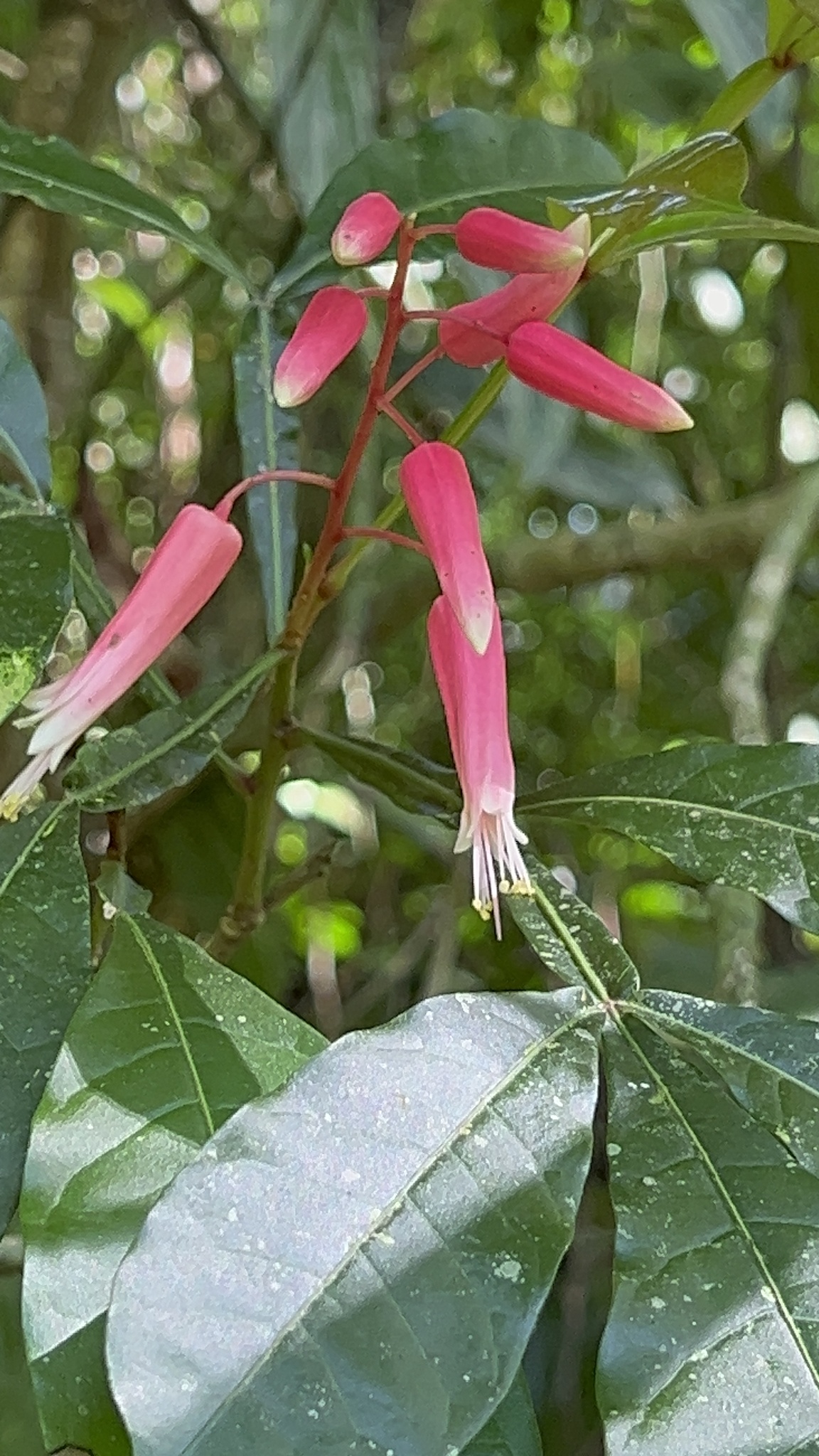 Quassia