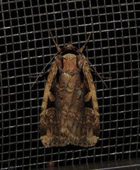 Eueretagrotis sigmoides