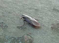 Periplaneta japonica