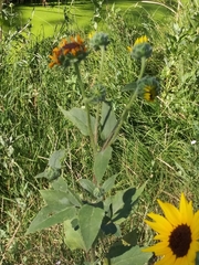 Helianthus annuus