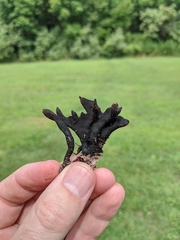 Xylaria corniformis