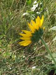 Helianthus annuus