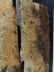 Botryobasidium conspersum