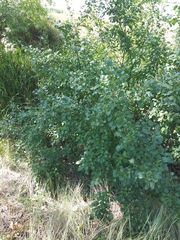 Rhamnus cathartica