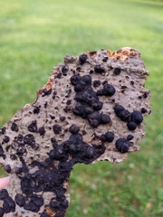 Annulohypoxylon annulatum
