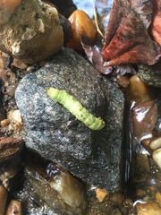 Phlogophora