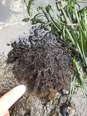 Cryptosiphonia woodii