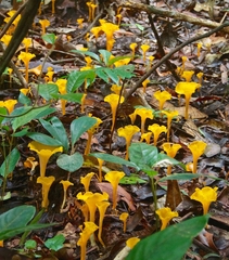 Craterellus aureus