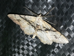Alcis deversata