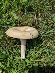 Lactifluus glaucescens