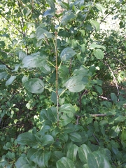 Rhamnus cathartica