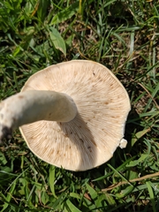 Lactifluus glaucescens