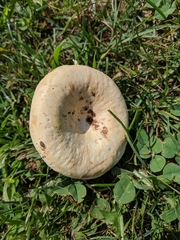 Lactifluus glaucescens