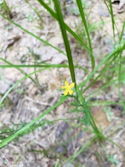 Hypericum drummondii