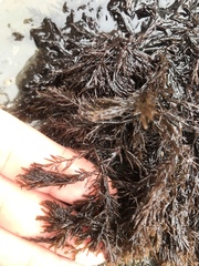 Cryptosiphonia woodii