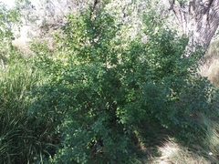 Rhamnus cathartica