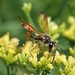 Elegant Grass-carrying Wasp - Photo (c) matthew_wills, some rights reserved (CC BY-NC), uploaded by matthew_wills