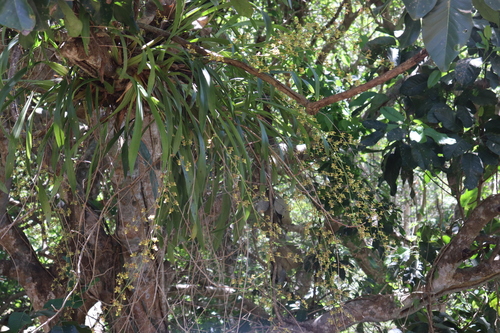 Image of Oncidium leleui by (c) alejandrozab, some rights reserved (CC BY)