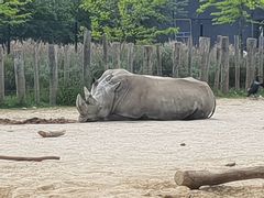 Rhinocerotidae