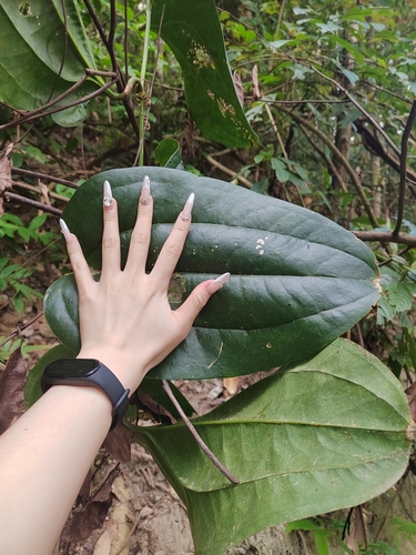 Smilax bracteata iNat (3)