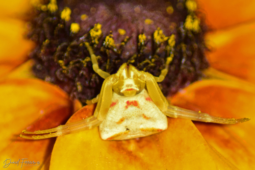 Heather crab spider