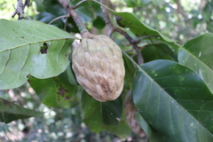 Magnolia jaliscana