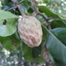 Magnolia jaliscana - Photo 由 alejandrozab 所上傳的 (c) alejandrozab，保留部份權利CC BY-NC