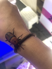 Rhynchophorus ferrugineus