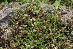 Sedum gracile