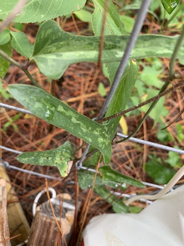 Smilax bona-nox image