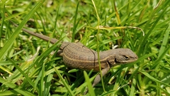 Sceloporus subniger