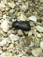 Cryptoglossa variolosa