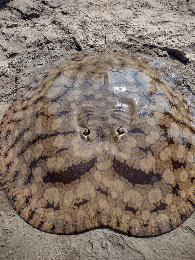 Ceja-zoetwaterrog (Paratrygon aiereba) — Potamotrygonidae