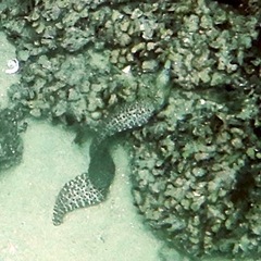 Muraena lentiginosa
