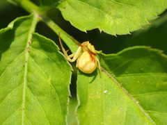 Ebrechtella pseudovatia
