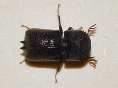 Sinoxylon unidentatum