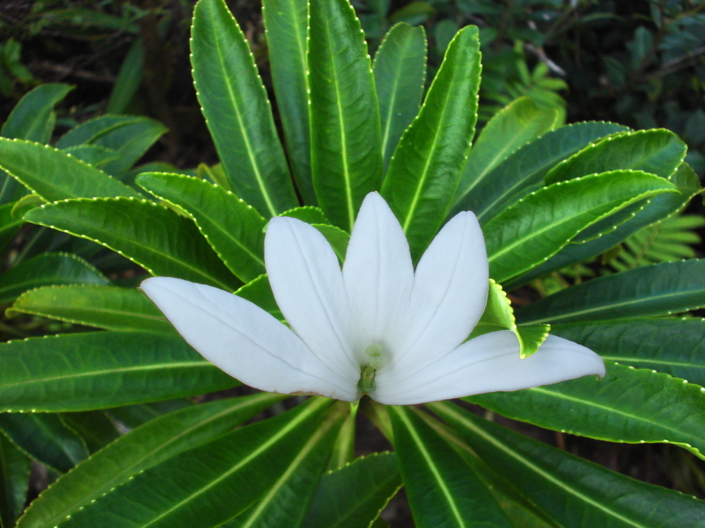 Sclerotheca raiateensis