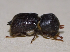 Sinoxylon unidentatum