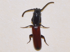 Taphroscelidia linearis