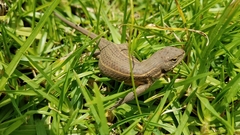 Sceloporus subniger